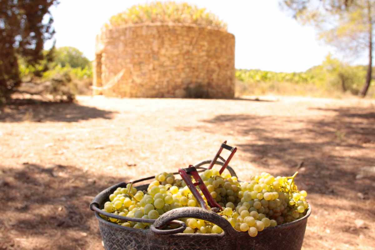 barraca entre vinyes - experiència viticultor barraca entre vinyes - experiència viticultor